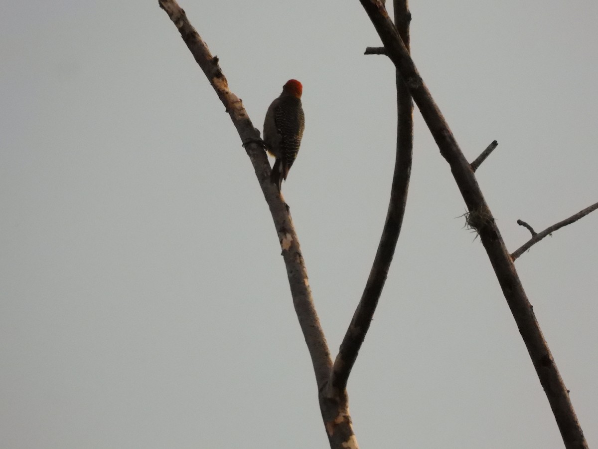 Golden-fronted Woodpecker - ML642035041