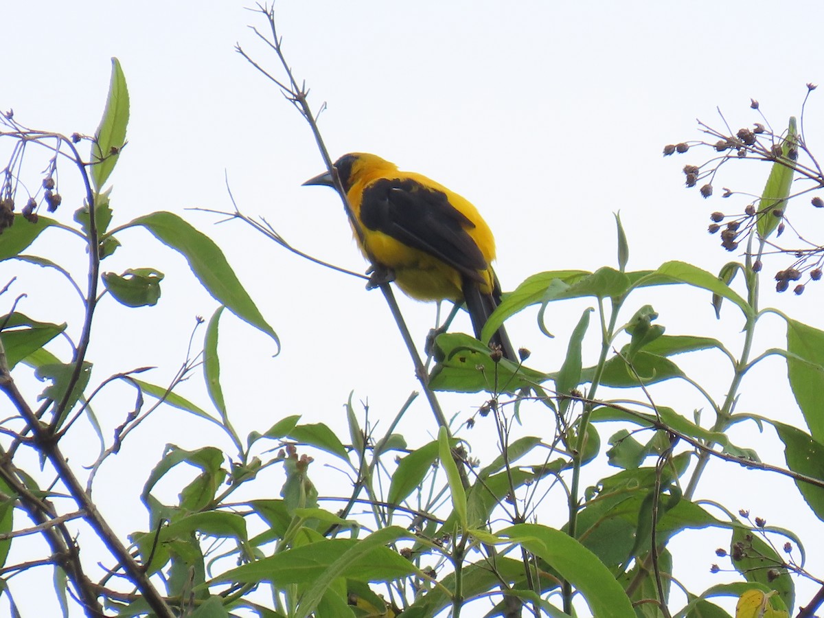 Yellow-backed Oriole - ML642035042