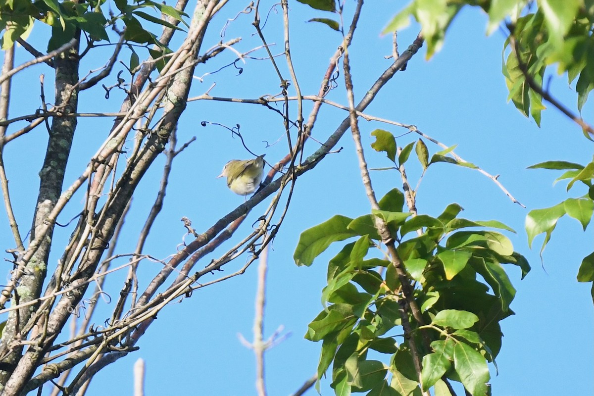 Vireo begigorria - ML642035043