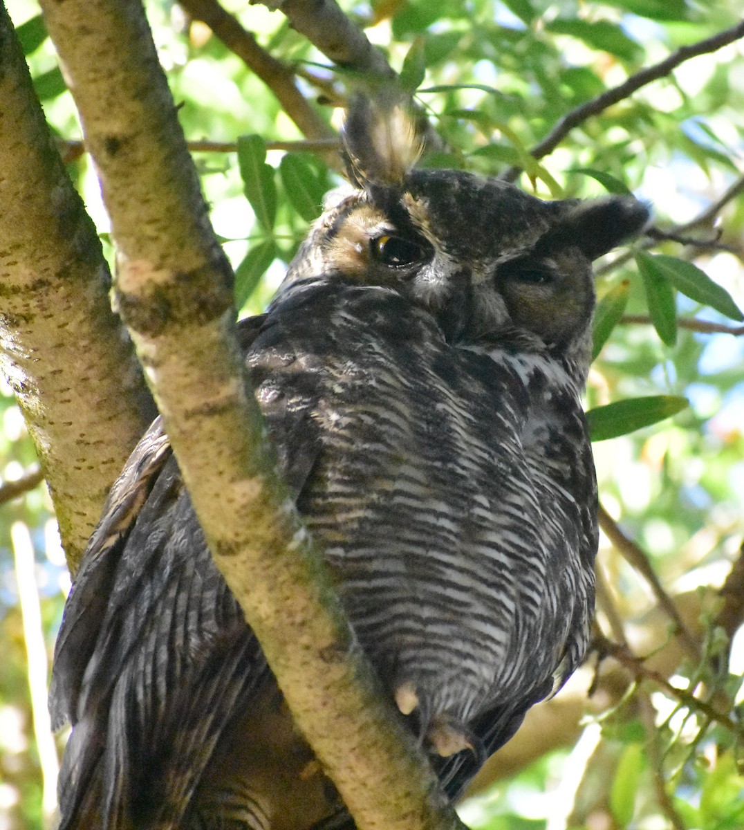 Great Horned Owl - ML642035046