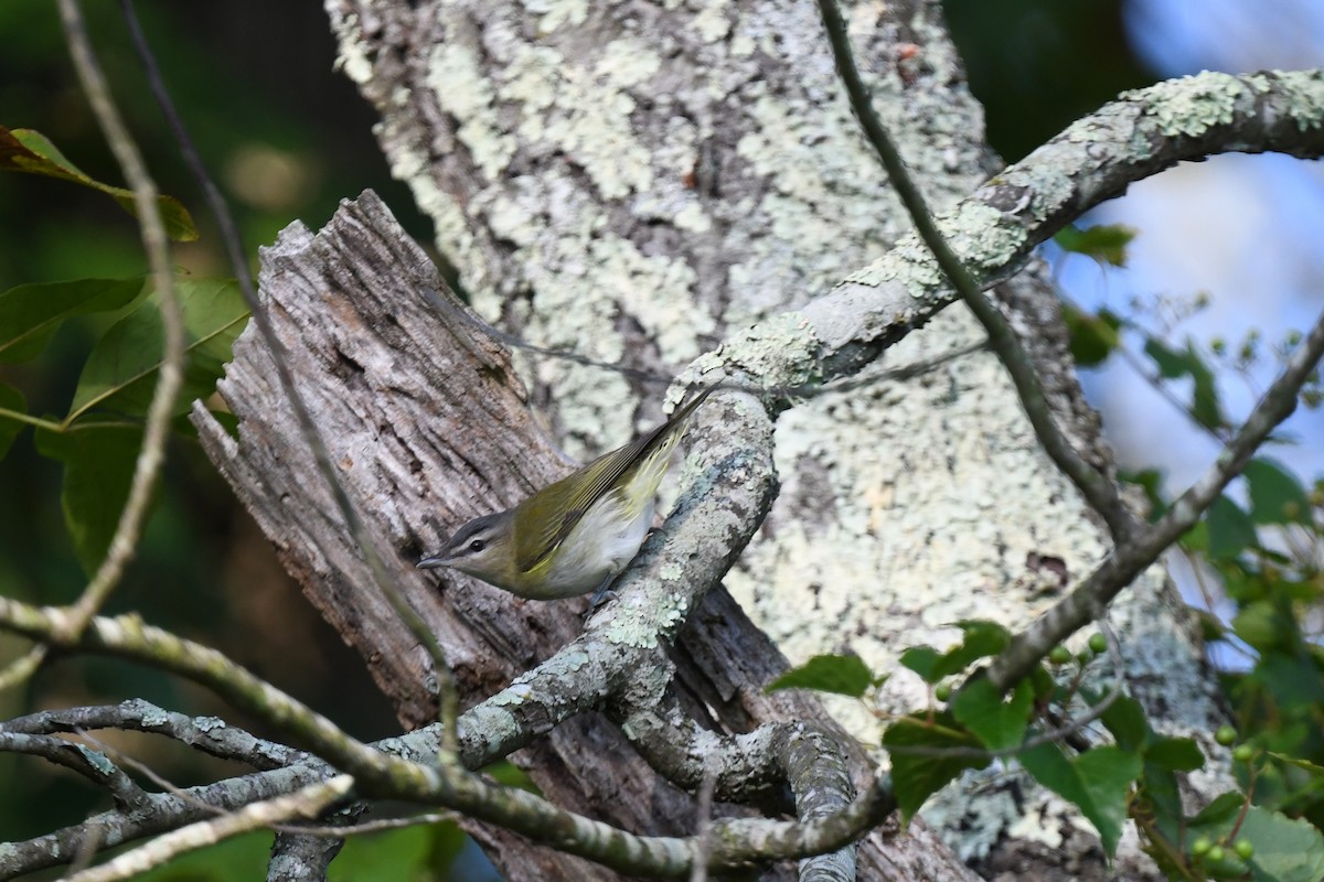 Vireo begigorria - ML642035052