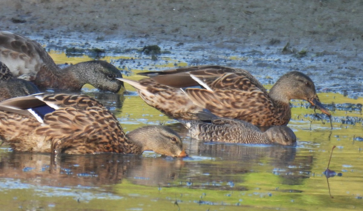 Mallard - ML642035054