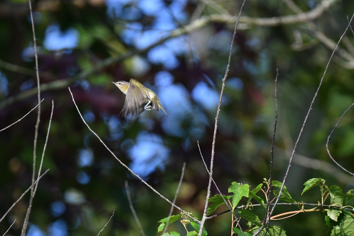 Vireo begigorria - ML642035060