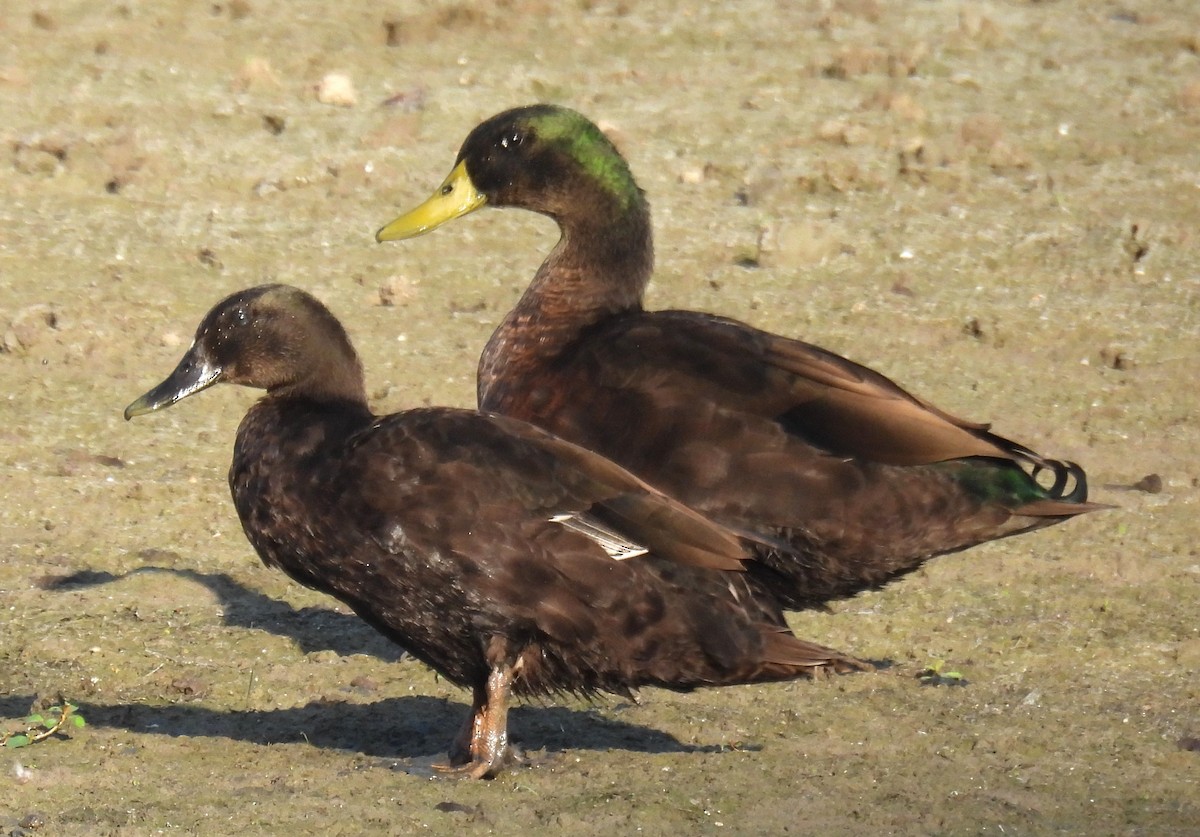 Mallard (Domestic type) - ML642035062