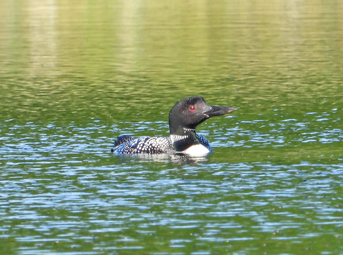 Common Loon - ML642035063