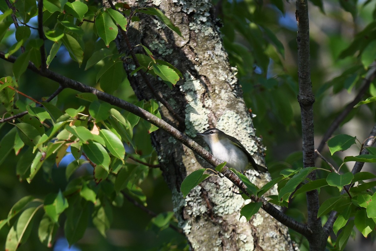 Vireo begigorria - ML642035064