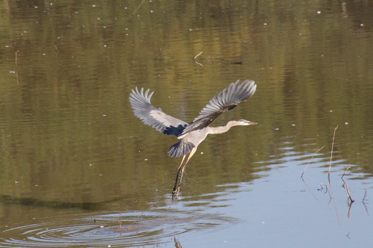 Great Blue Heron - ML642035065