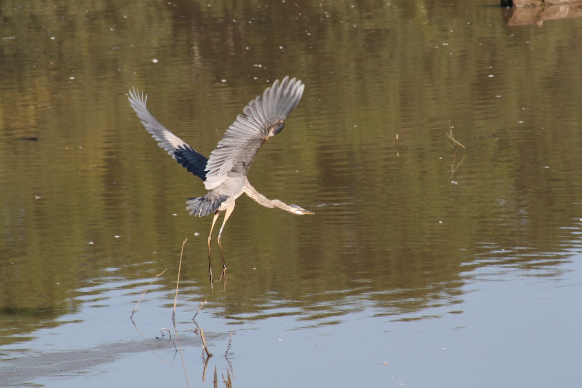 Great Blue Heron - ML642035066