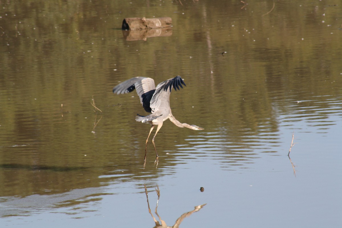 Great Blue Heron - ML642035067
