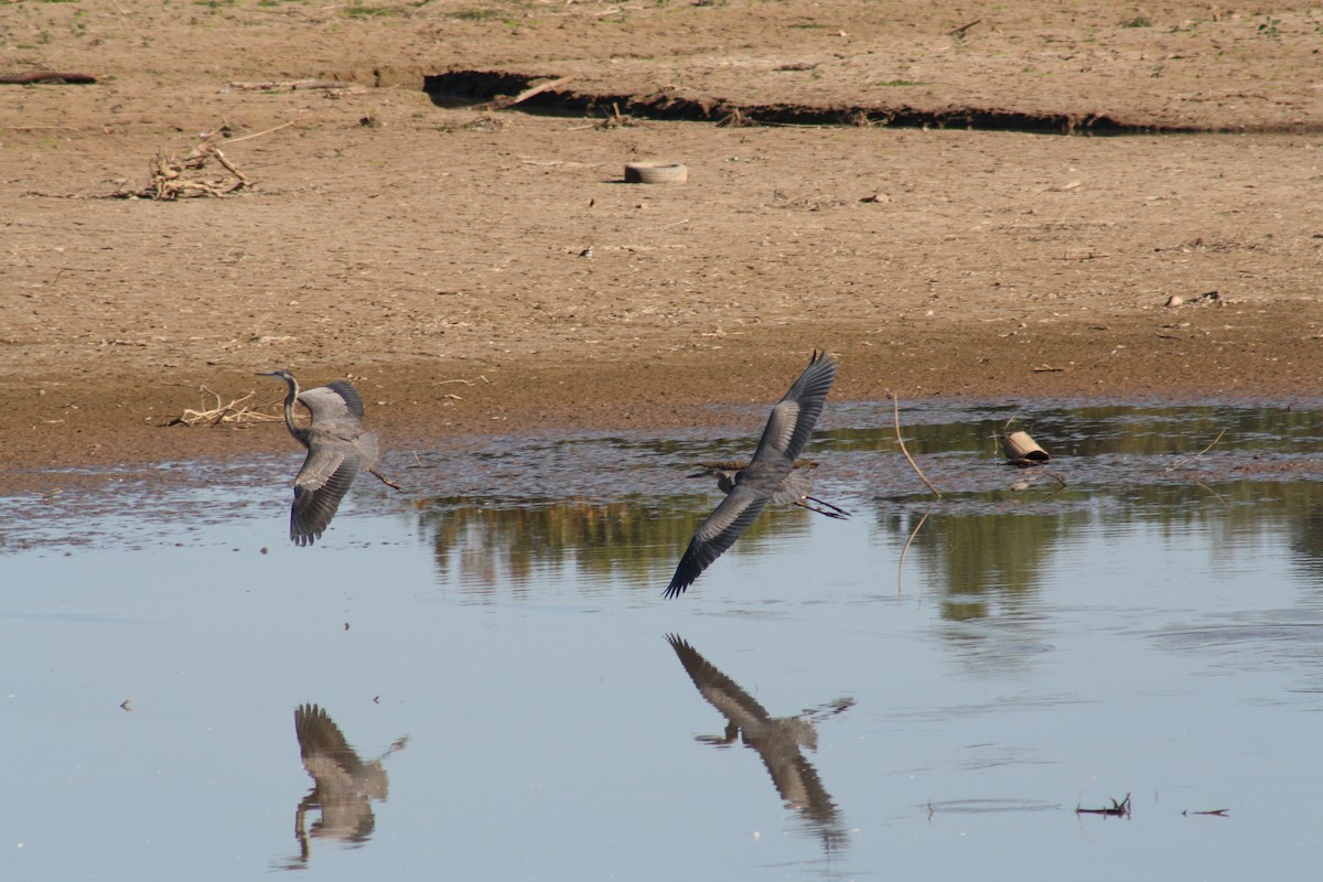 Great Blue Heron - ML642035069