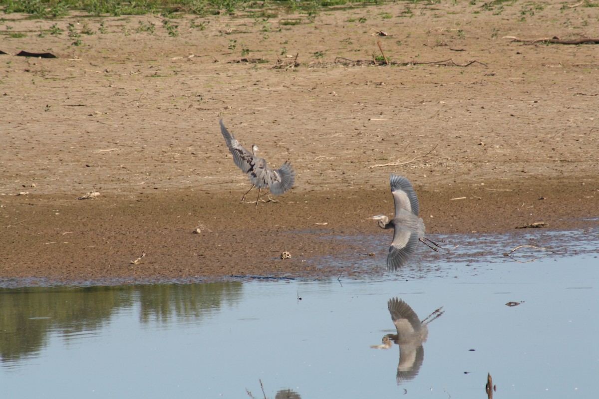 Great Blue Heron - ML642035070