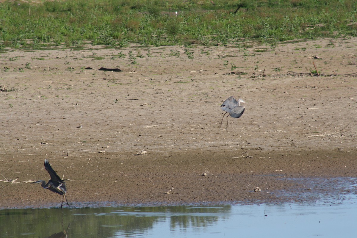 Great Blue Heron - ML642035071