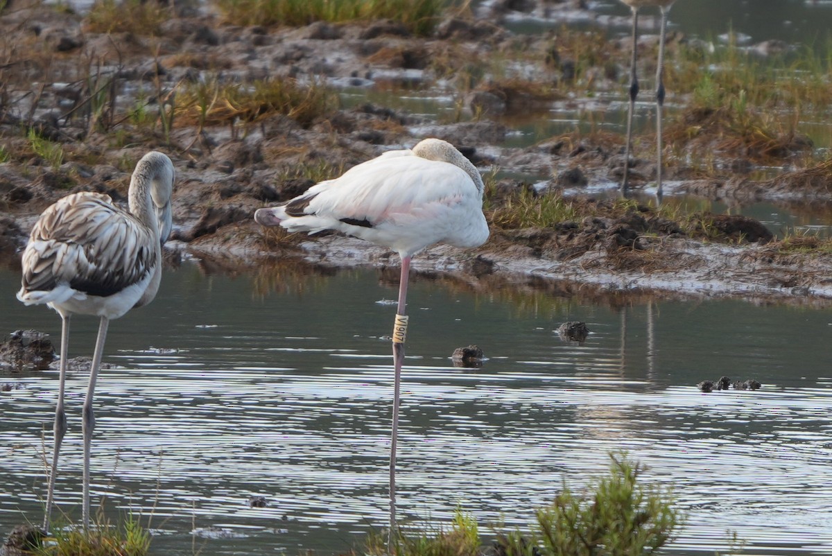 rosenflamingo - ML642035105