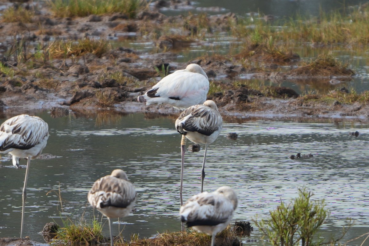 rosenflamingo - ML642035106