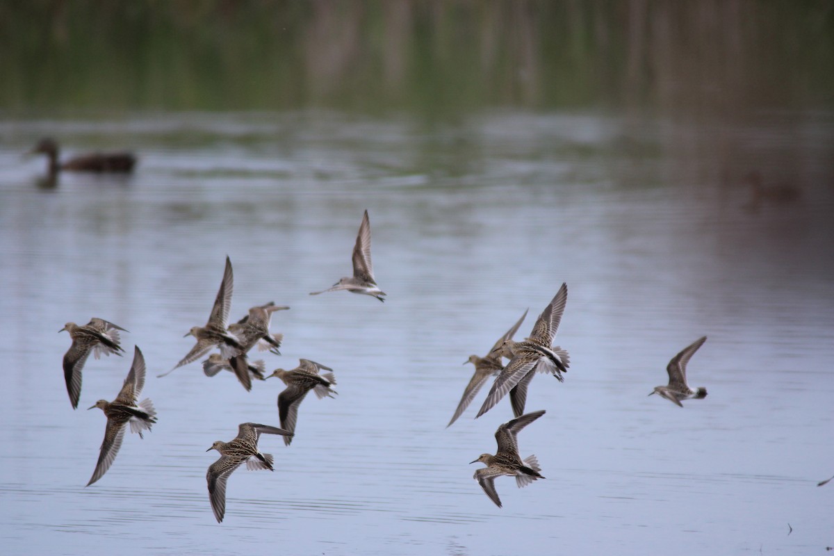 bonapartesnipe - ML642035110