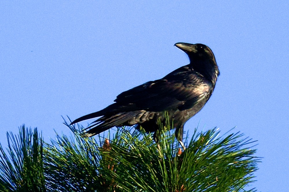 ravn - ML642035111