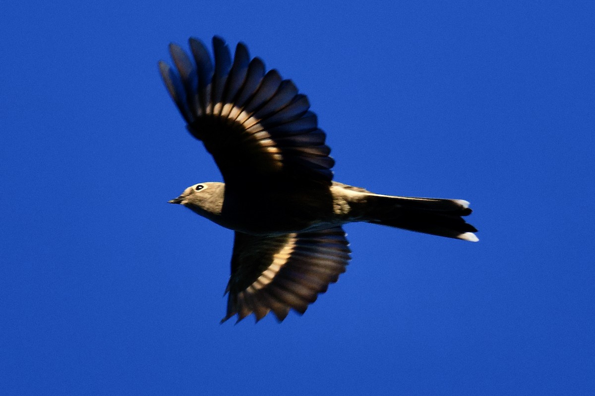 gråsolitærtrost - ML642035128