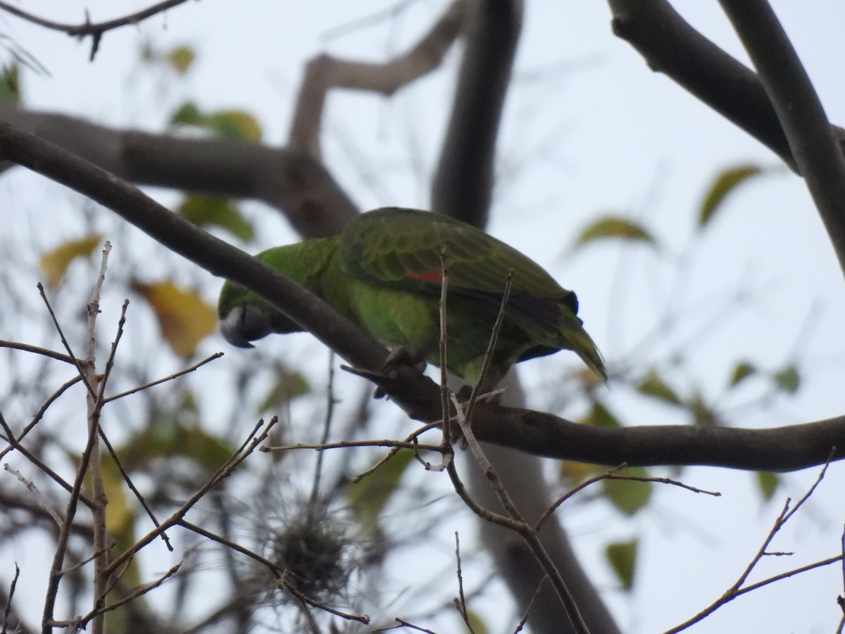 gulnakkeamazon - ML642035129