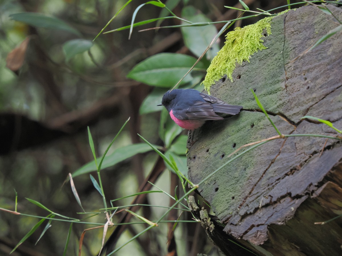 Pink Robin - ML642035135