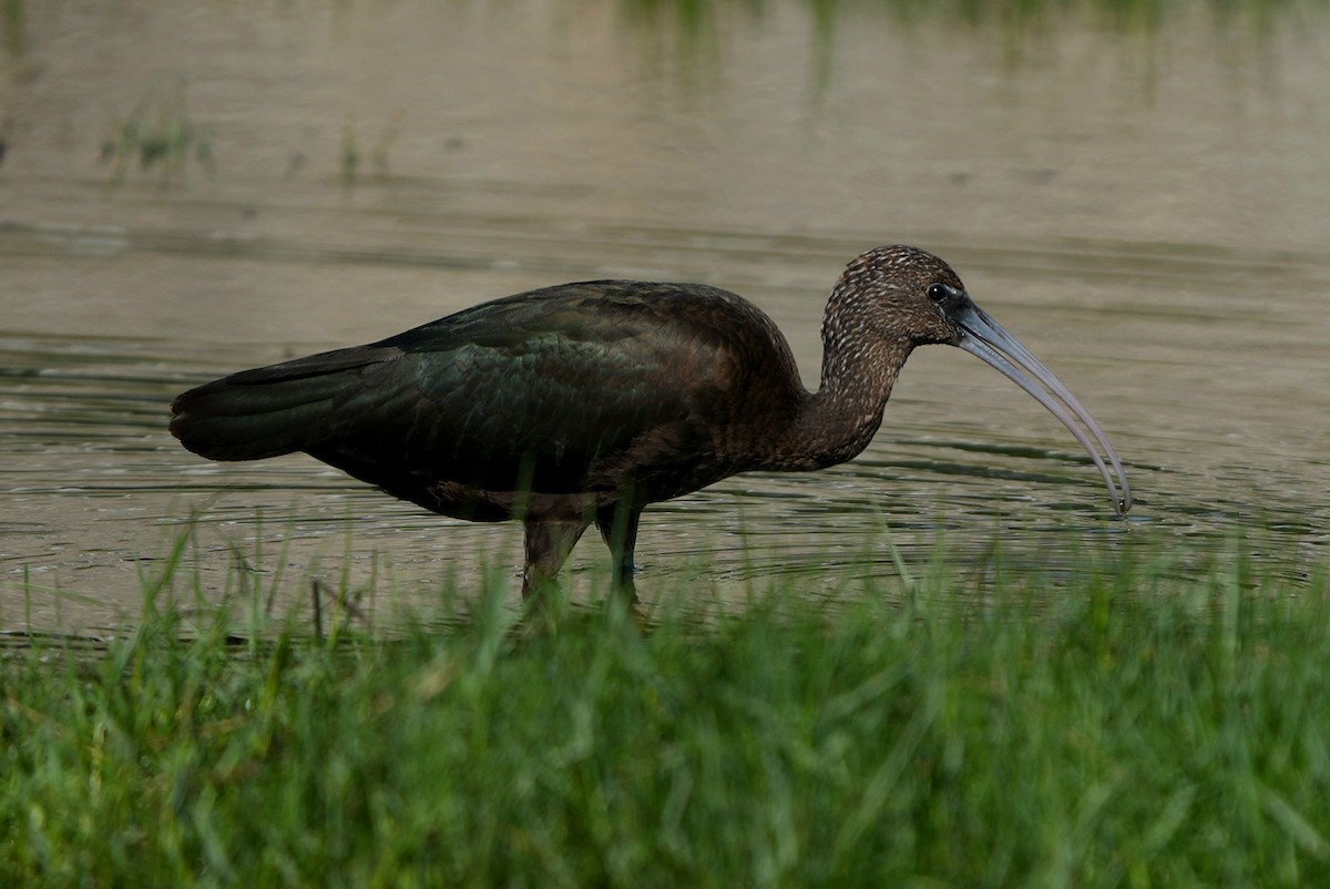 bronseibis - ML642035141