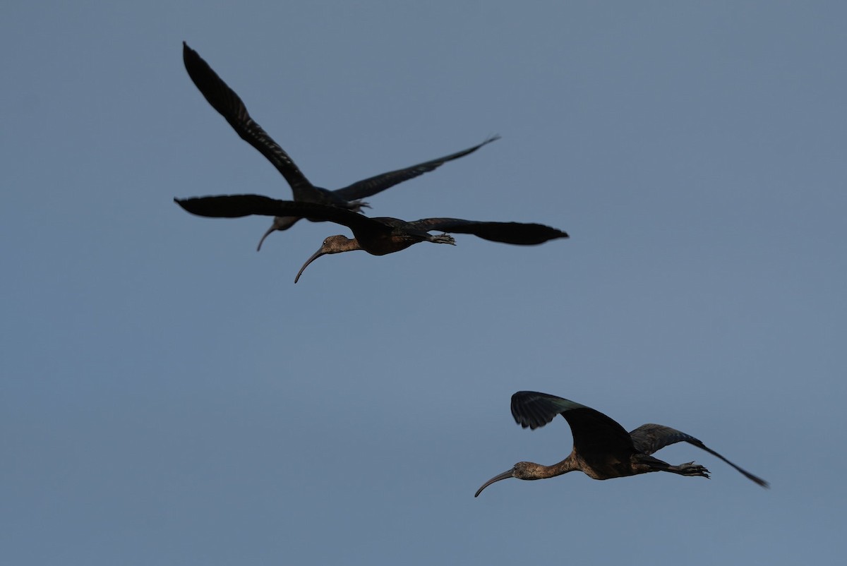 bronseibis - ML642035142