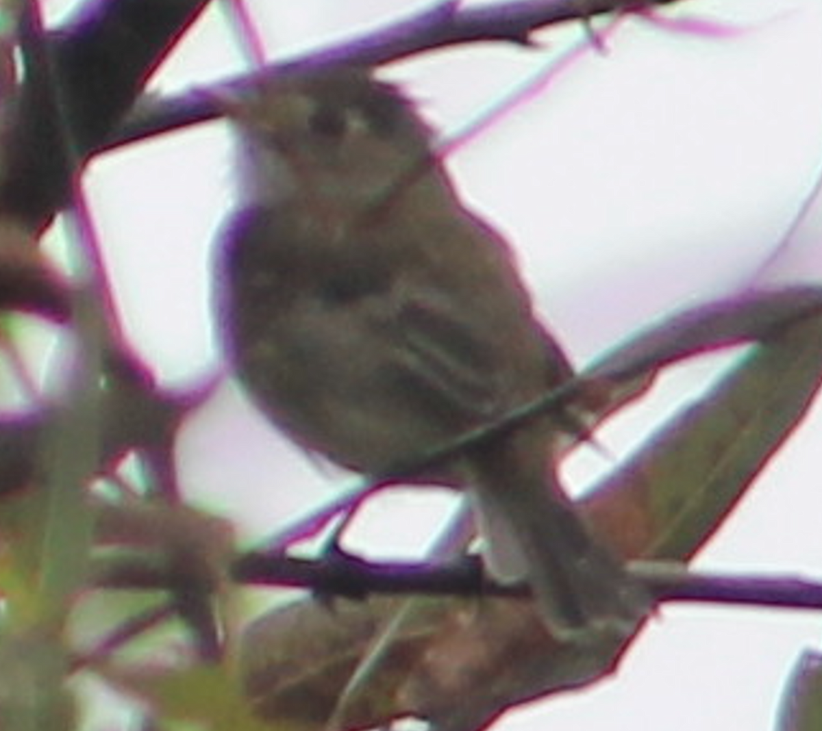 Least Flycatcher - ML642035147