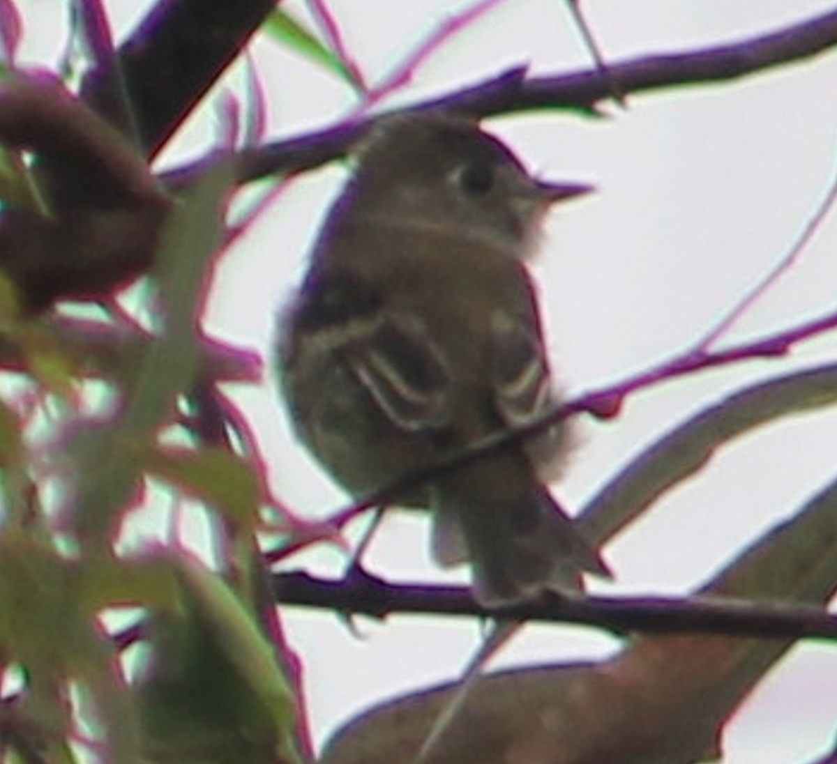 Least Flycatcher - ML642035148