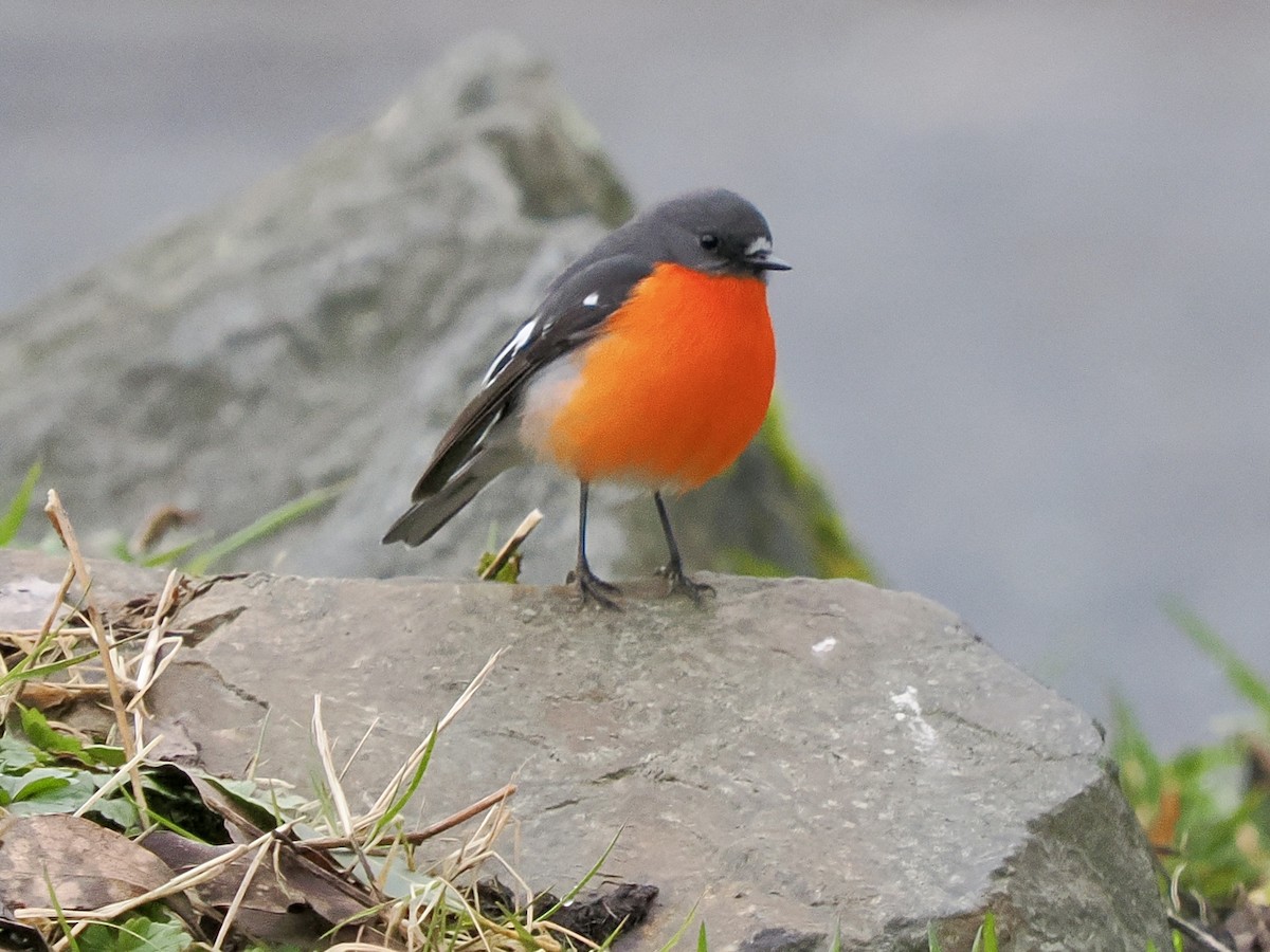 Flame Robin - ML642035154