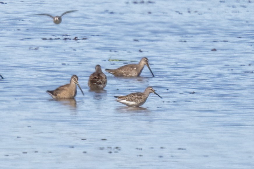 Stilt Sandpiper - ML642035160