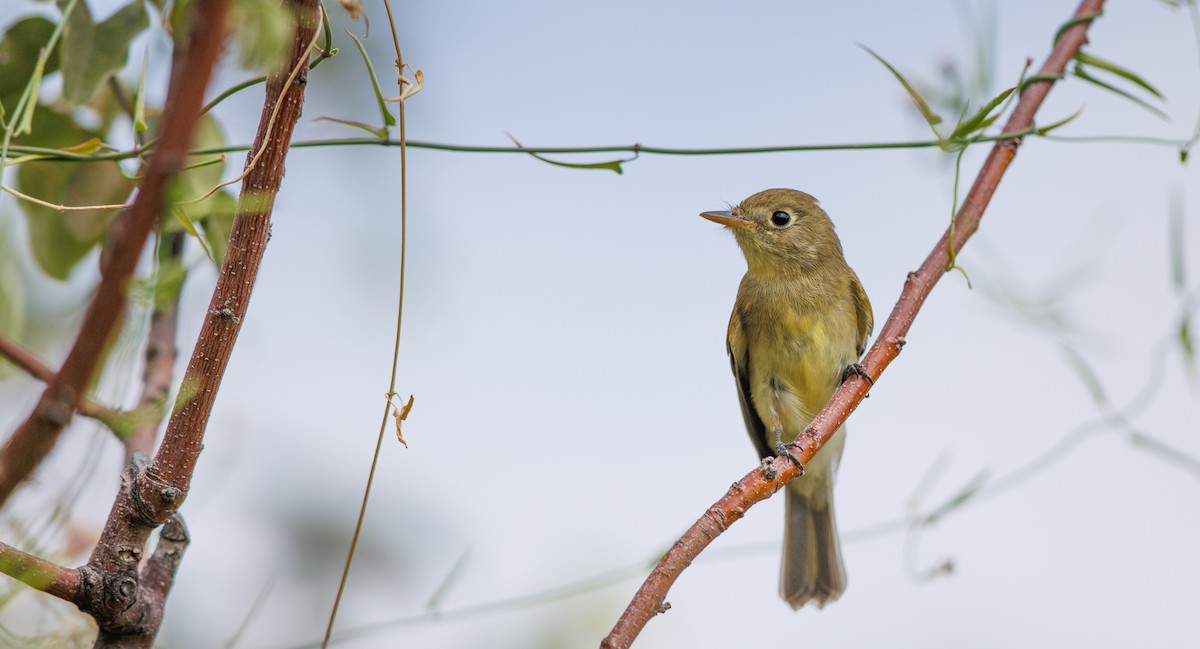 Western Flycatcher (Pacific-slope) - ML642035161