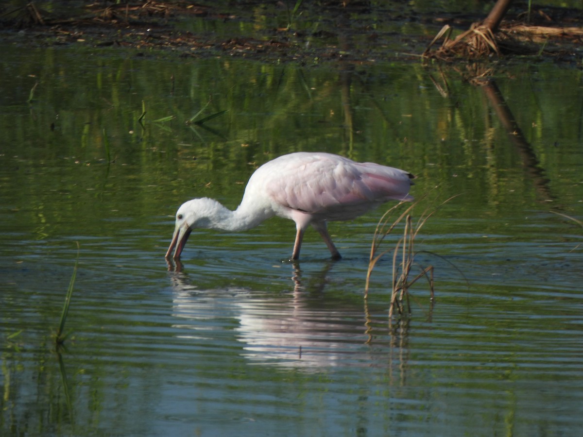 Roseate Spoonbill - ML642035165