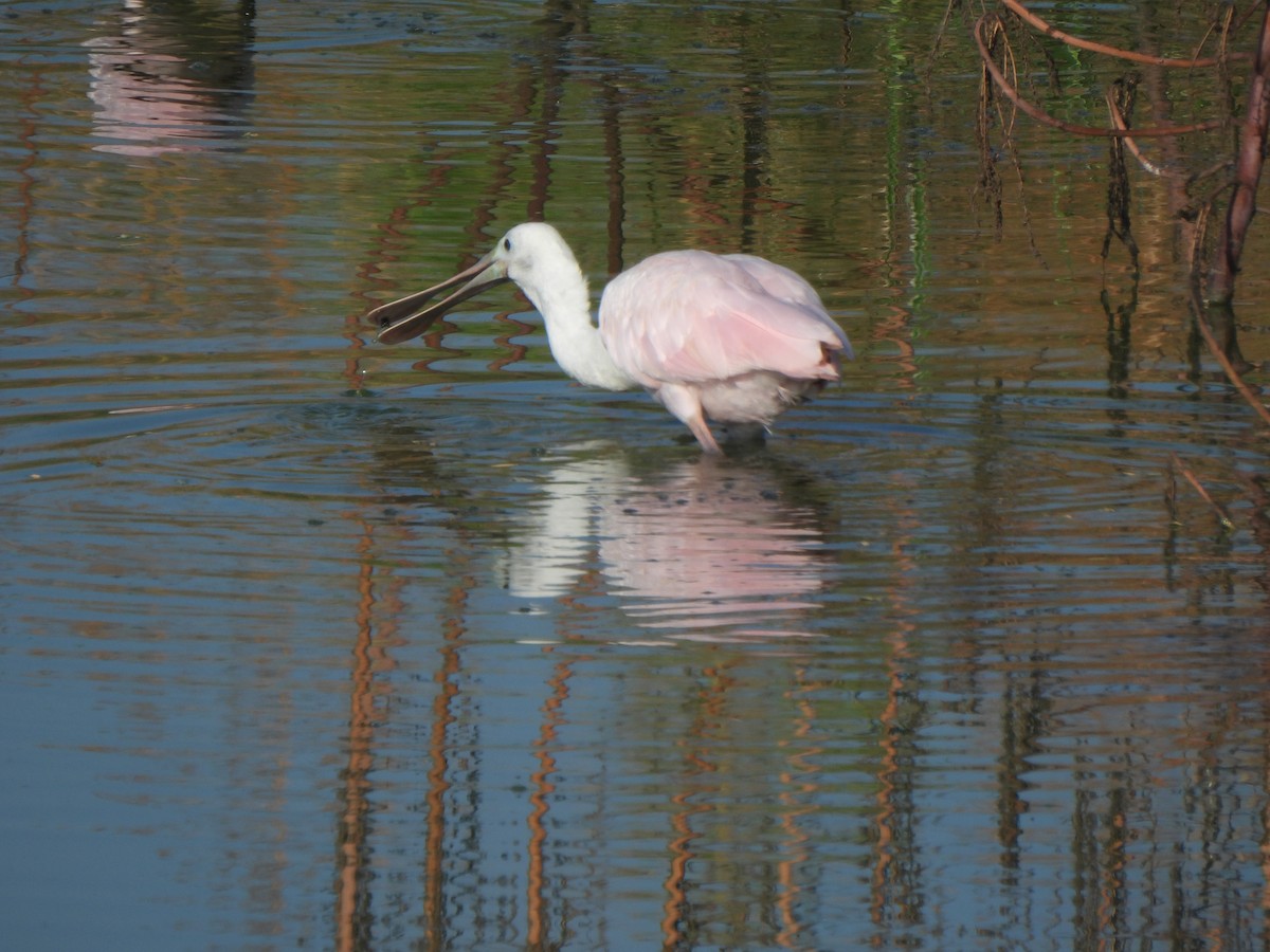 Roseate Spoonbill - ML642035166
