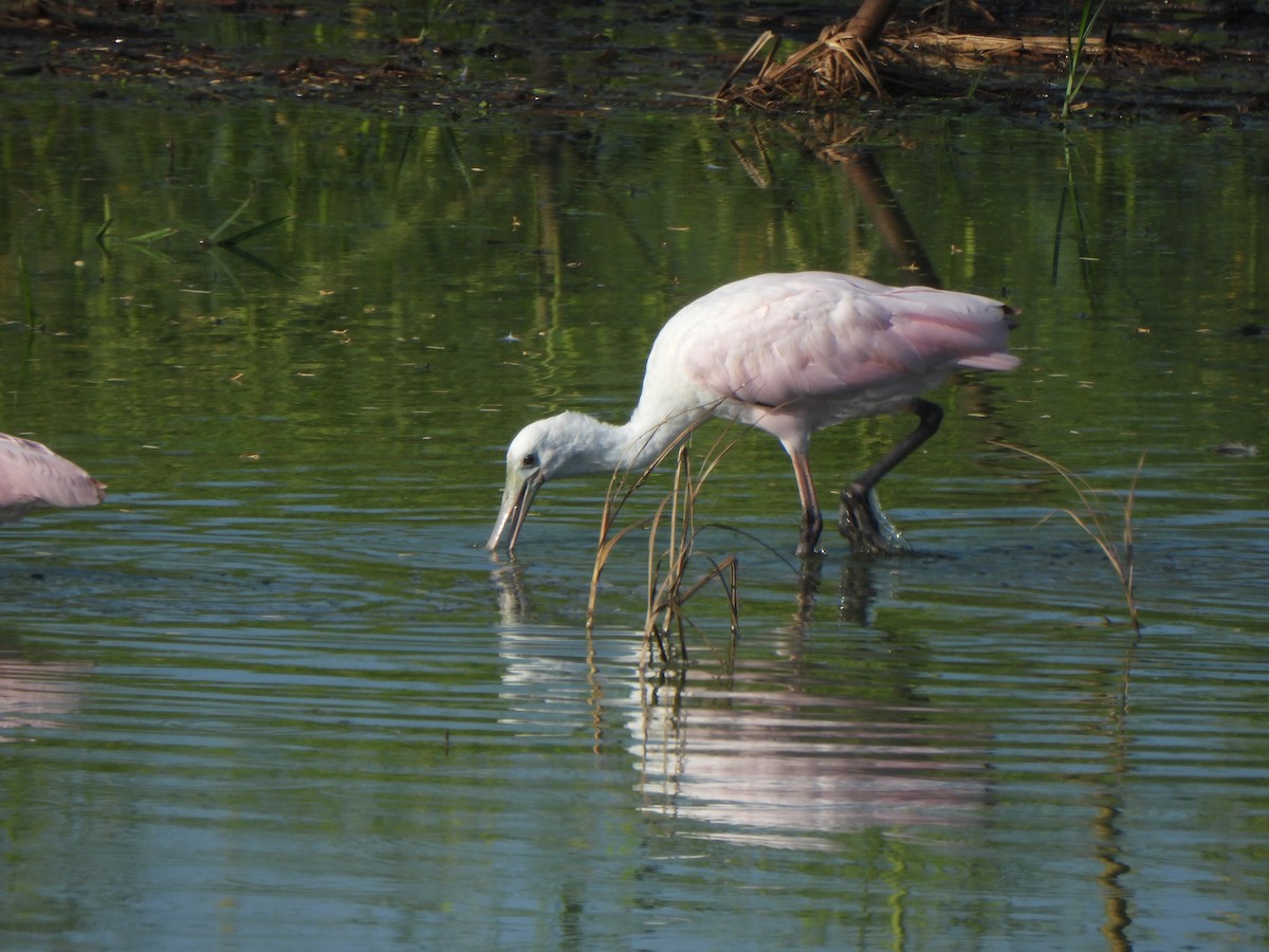 Roseate Spoonbill - ML642035167