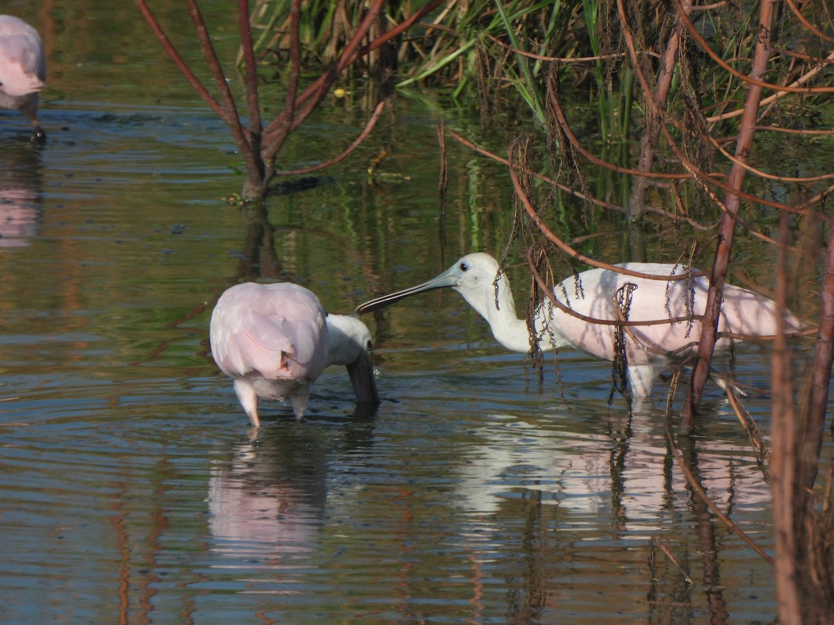 Roseate Spoonbill - ML642035168