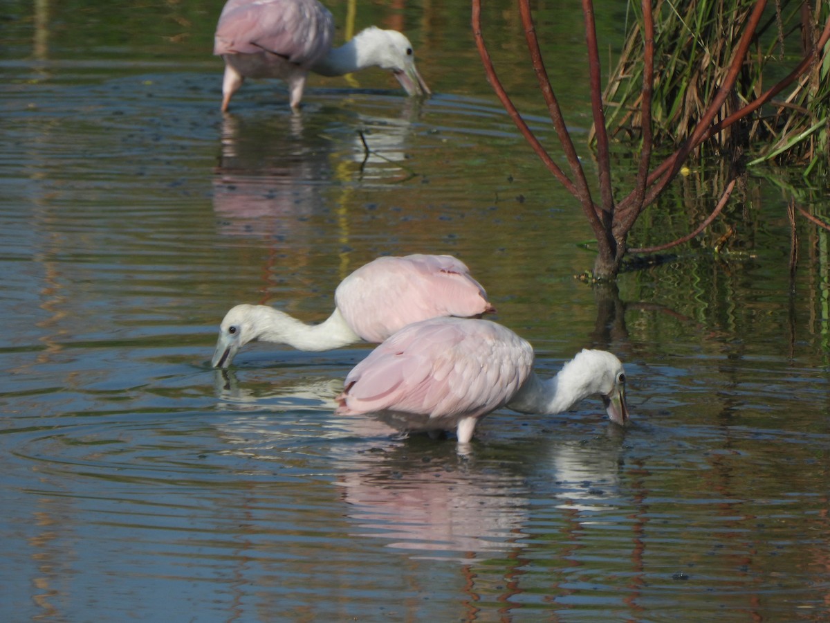 Roseate Spoonbill - ML642035169
