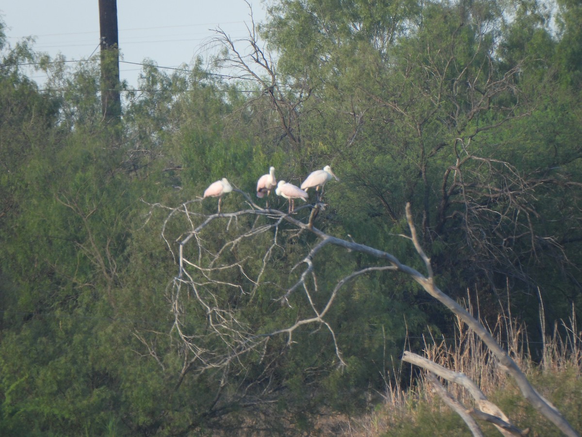 Roseate Spoonbill - ML642035170