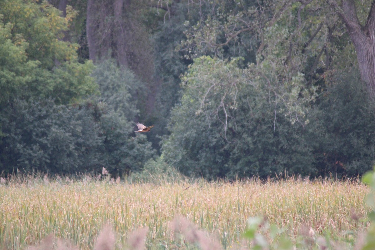 Northern Harrier - ML642035188