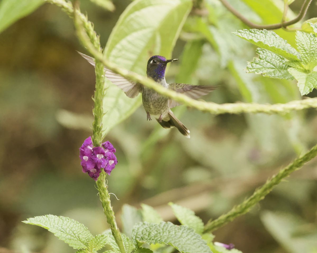 Violet-headed Hummingbird - ML642035215