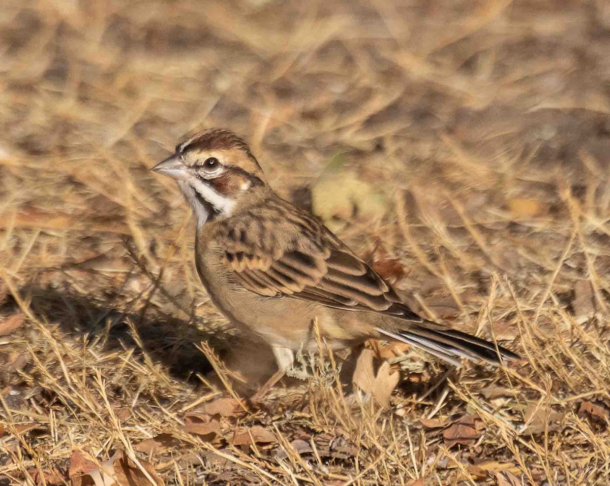 Lark Sparrow - ML642035218