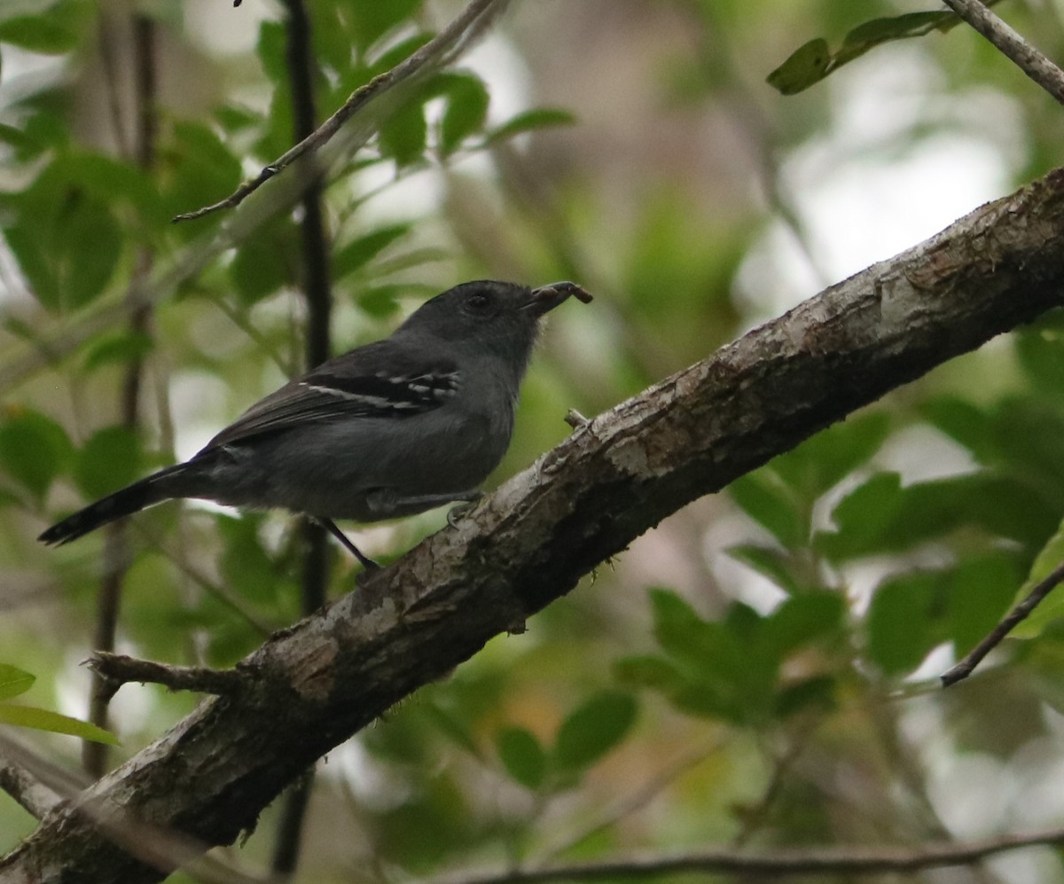 Variable Antshrike - ML642035229