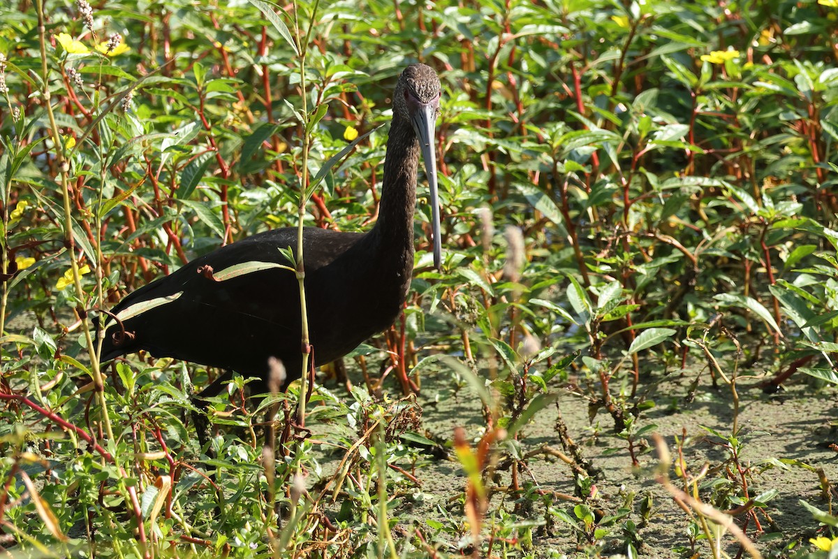 White-faced Ibis - ML642035235