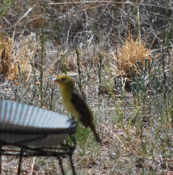 Western Tanager - ML642035249