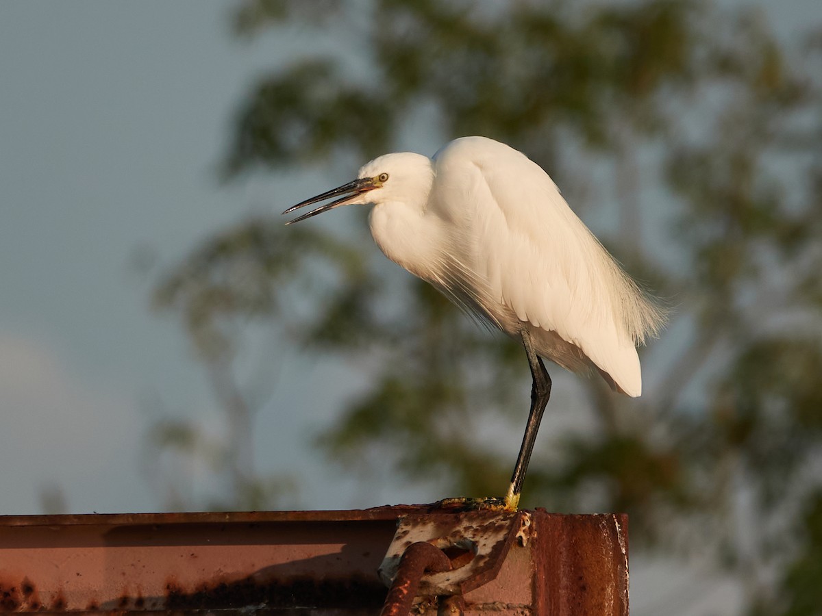 Little Egret - ML642035250