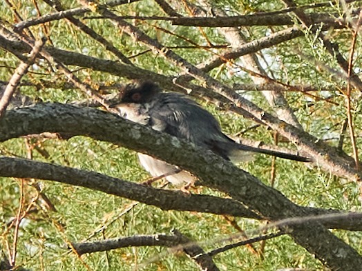 Sardinian Warbler - ML642035251