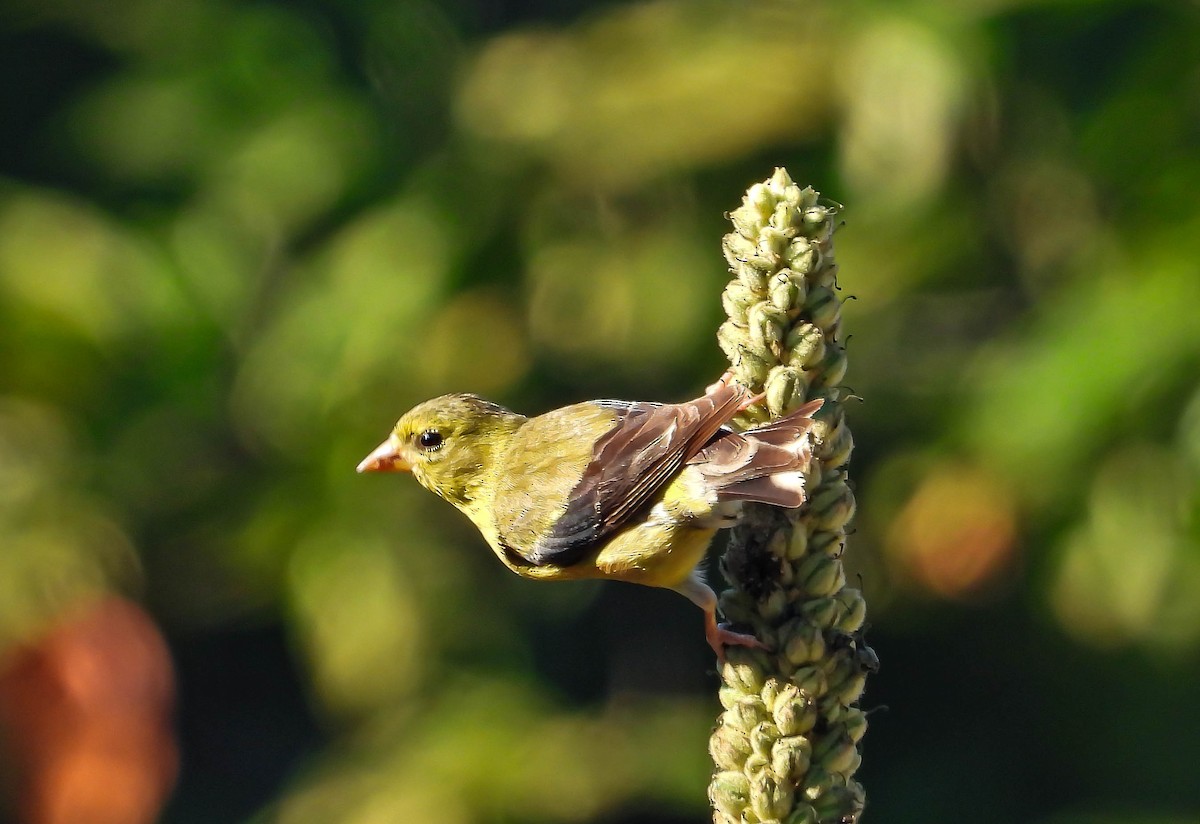 American Goldfinch - ML642035268