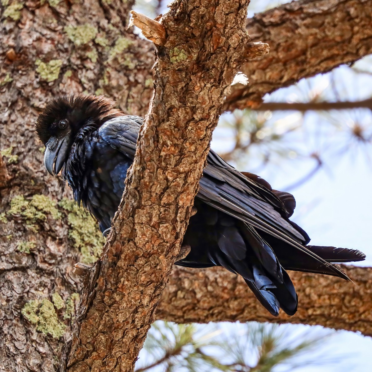 Common Raven - ML642035280