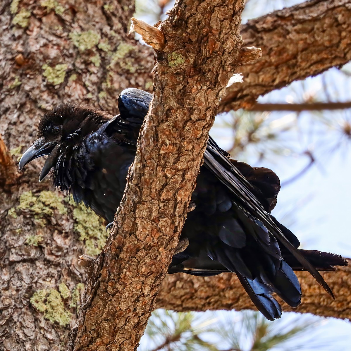 Common Raven - ML642035281