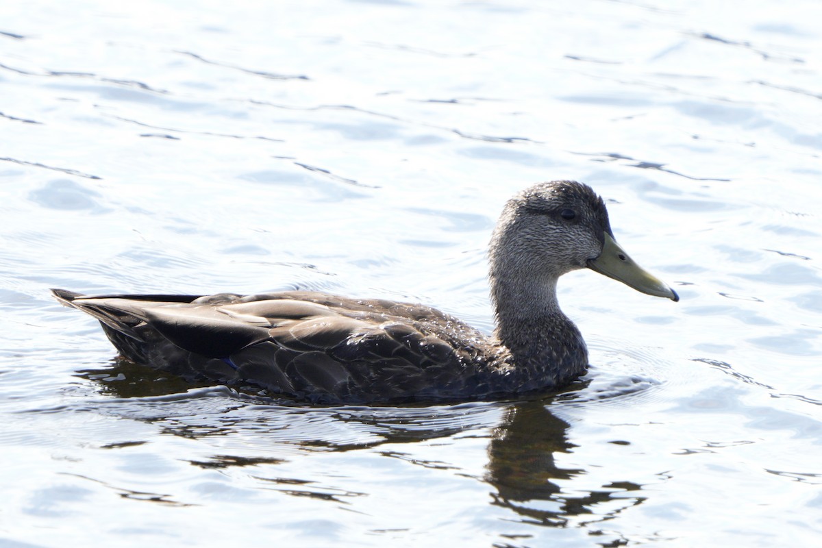 American Black Duck - ML642035302