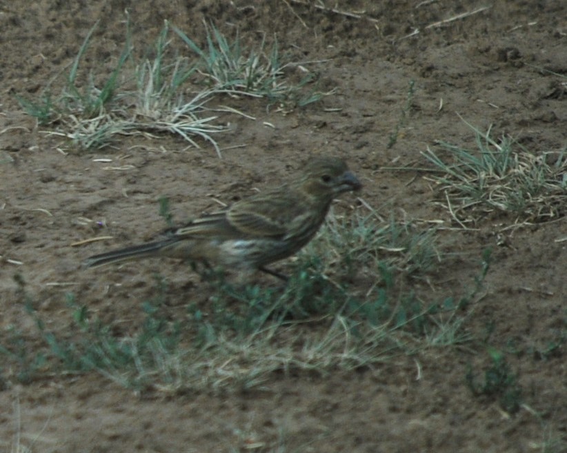 Шишкар ялиновий - ML642035306