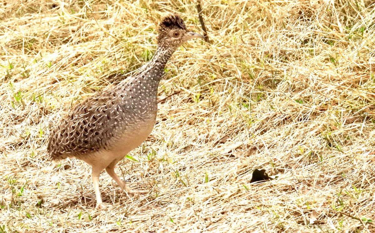 Brushland Tinamou - ML642035316